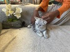 new kitten $80 today only - Photo 6