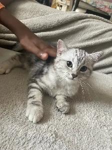 new kitten $80 today only - Photo 7