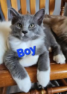 Ragdoll kittens, Looking for their FUREVER Loving Home