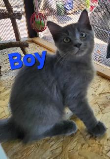 Ragdoll kittens, Looking for their FUREVER Loving Home - Photo 4