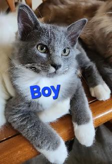 Ragdoll kittens, Looking for their FUREVER Loving Home - Photo 5