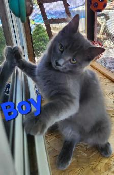 Ragdoll kittens, Looking for their FUREVER Loving Home - Photo 6