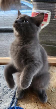 Ragdoll kittens, Looking for their FUREVER Loving Home - Photo 8