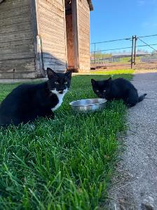 Kittens
