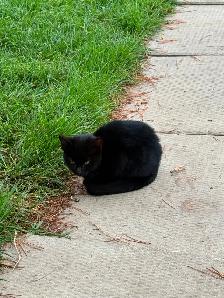 Kittens - Photo 2