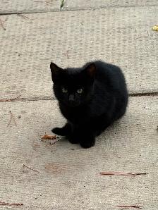 Kittens - Photo 3