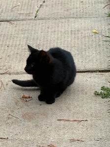 Kittens - Photo 4