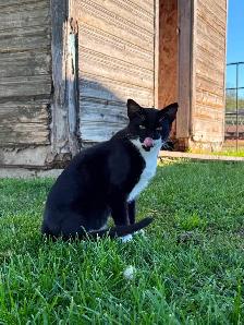 Kittens - Photo 5