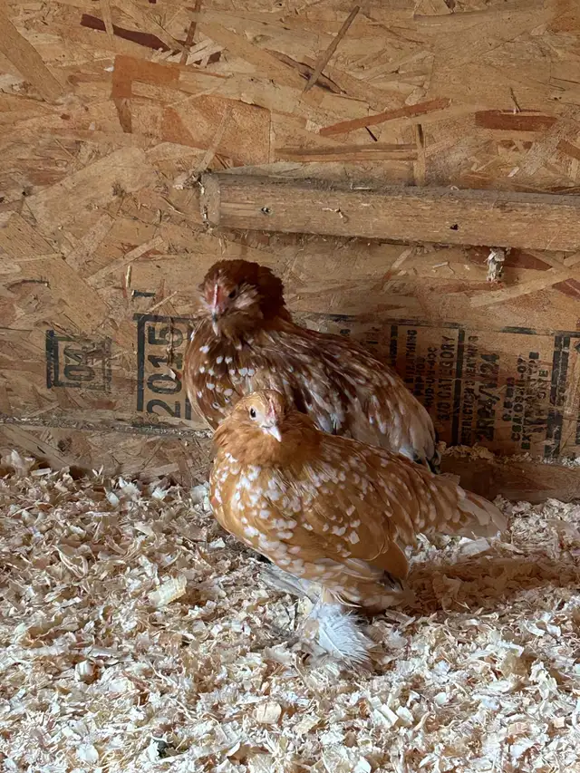 Golden neck D’ Uccle Bantam ( Free )