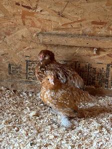 Golden neck D’ Uccle Bantam ( Free )