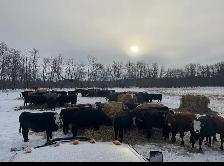 Custom feeding cattle - Photo 3