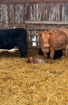 Custom feeding cattle - Photo 4