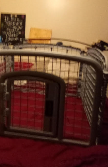 pet playpen