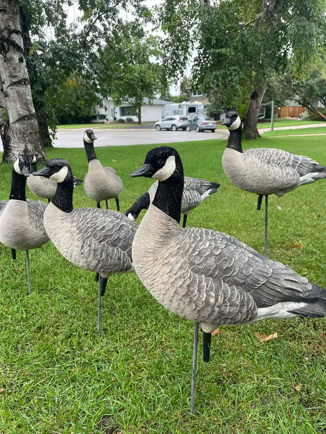 Goose Decoys