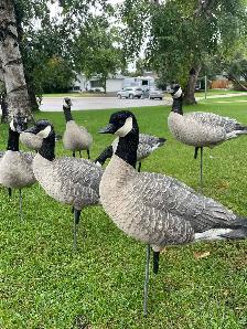 Goose Decoys
