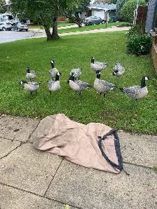 Goose Decoys - Photo 2