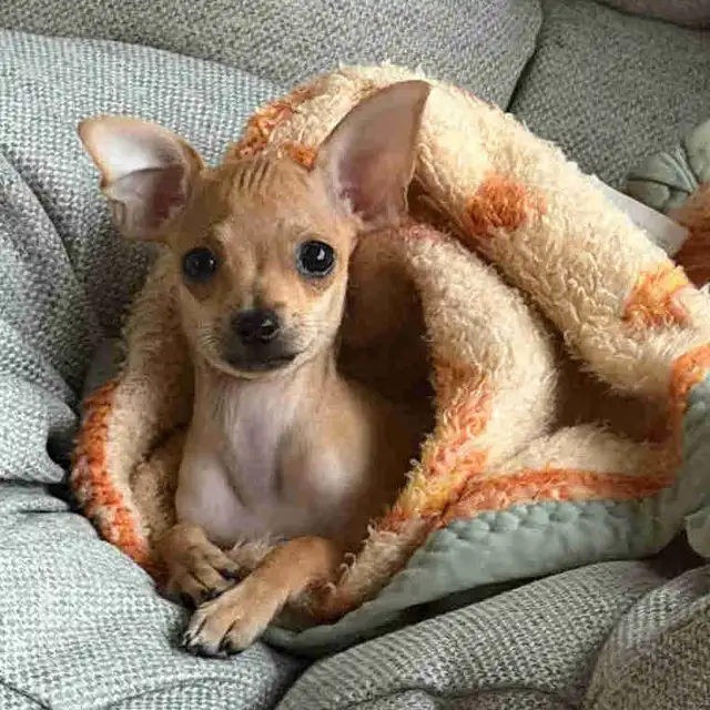 Chihuahua femelle