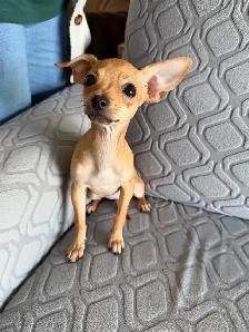 Chihuahua femelle - Photo 2