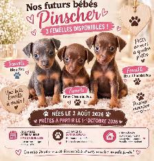 pinscher