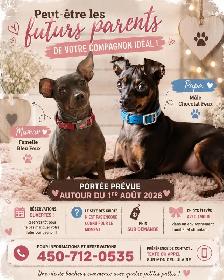 pinscher - Photo 2