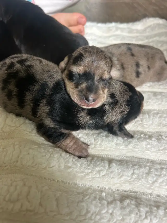 Beautiful Mini Dachshunds