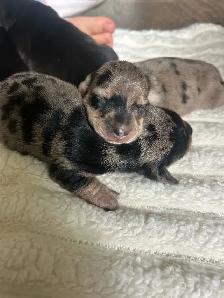 Beautiful Mini Dachshunds