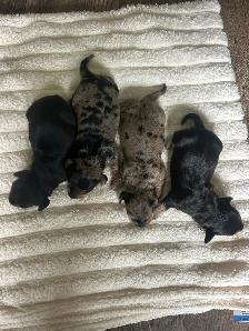 Beautiful Mini Dachshunds - Photo 2