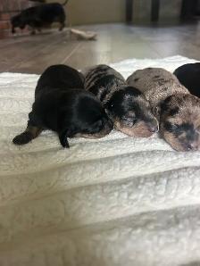 Beautiful Mini Dachshunds - Photo 3