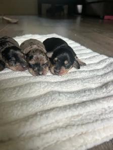 Beautiful Mini Dachshunds - Photo 4