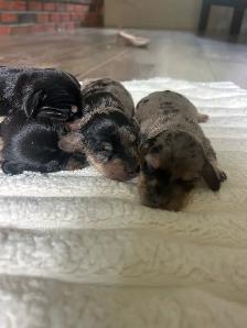 Beautiful Mini Dachshunds - Photo 5