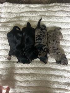 Beautiful Mini Dachshunds - Photo 6