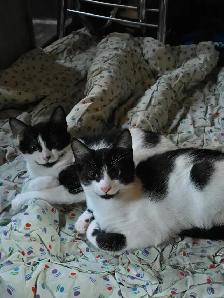 Kittens