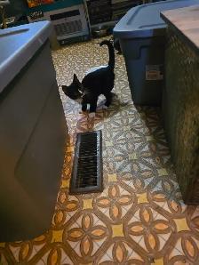 Kittens - Photo 2