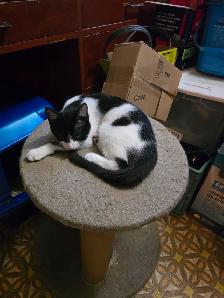 Kittens - Photo 3
