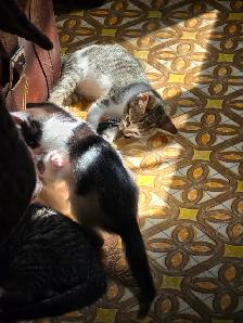 Kittens - Photo 4