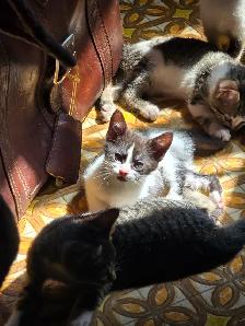 Kittens - Photo 5