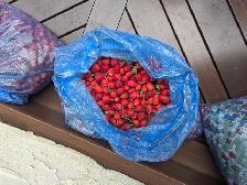Crabapples