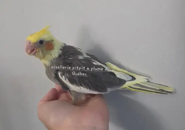 Bébé cockatiel