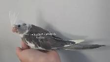 Bébé cockatiel - Photo 2