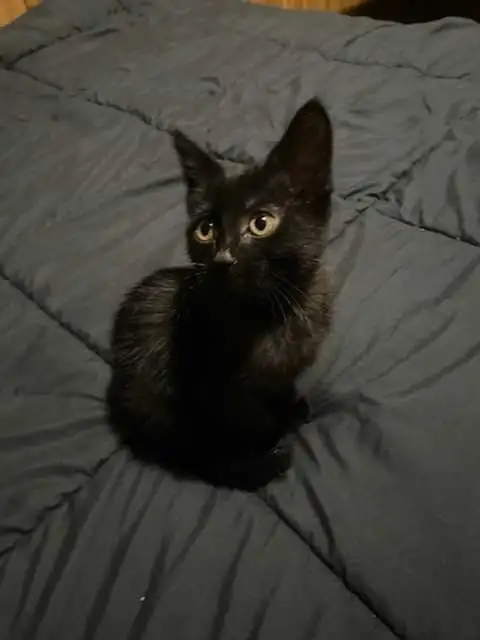 Sable Burmese X American Shorthair kitten