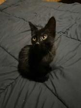 Sable Burmese X American Shorthair kitten