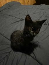 Sable Burmese X American Shorthair kitten - Photo 3