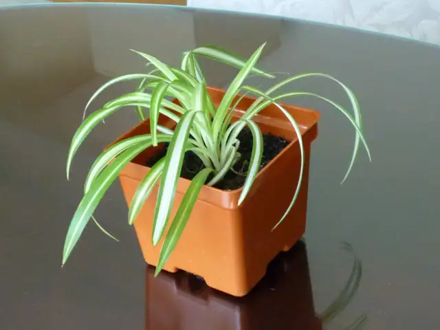 House Plants For Sale