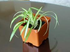 House Plants For Sale