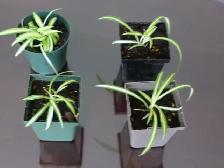House Plants For Sale - Photo 2