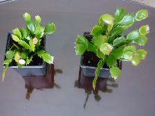 House Plants For Sale - Photo 3