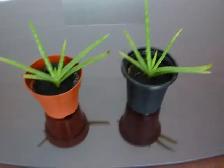 House Plants For Sale - Photo 4