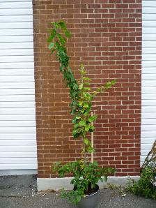 House Plants For Sale - Photo 5