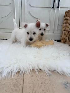 West Highland Terrier