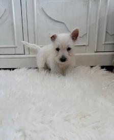 West Highland Terrier - Photo 2